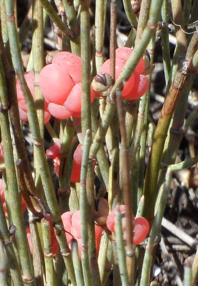Ephedra distachya